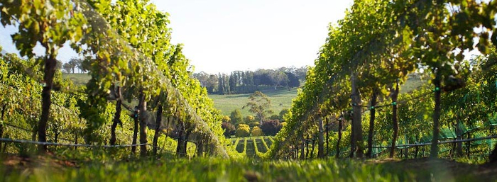 Vineyard 900