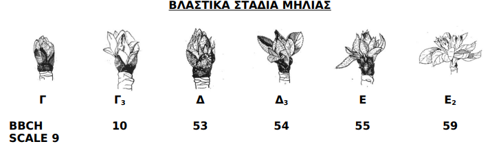 Vlastika stadia