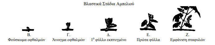 Vlastika stadia ampeliou