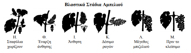 Wrimansh botrywn H M