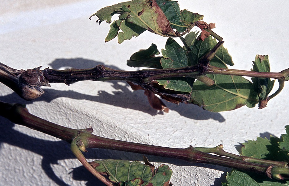 Xylophilus ampelinus ampeli maura elki 1 BAKTHRIAKH NEKRWSH