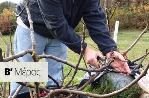 Χειμερινό κλάδεμα Μέρος Β΄- Κλάδεμα Διαμόρφωσης για οπωροφόρα, ελιά & αμπέλι
