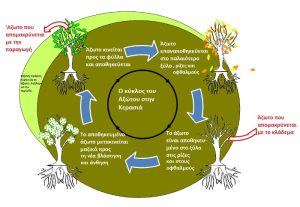 Ο κύκλος του αζώτου στην κερασιά (Prunus avium L.)