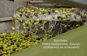 Ελαιόλαδο: Στάδια επεξεργασίας, εξαγωγή, αποθήκευση και συσκευασία
