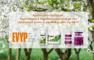 Άριστα αποτελέσματα Καρπόδεσης και Καρποσυγκράτησης με τον συνδυασμού Amino 16 και MoBor, από την ΕΒΥΠ