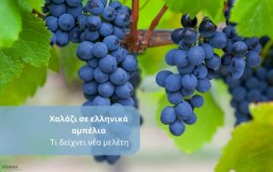 Χαλάζι σε ελληνικά αμπέλια: Τα σταφύλια που επιβιώνουν έχουν αυξημένες ευεργετικές ουσίες, δείχνει μελέτη