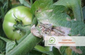 Τuta Absoluta σε Τομάτα Θερμοκηπίου: διαπιστώθηκαν μεγάλες προσβολές στα φύλλα