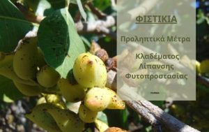 Φιστικιά – Προληπτικά μέτρα φυτοπροστασίας & λίπανσης