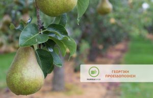 Αχλαδιά – Μηλιά: Φουζικλάδιο, Σεπτορίωση, Ψύλλα και Τετράνυχοι