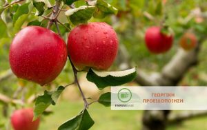 Φυτοπροστασία Μηλιάς : Καρπόκαψα – Ωίδιο – Φουζικλάδιο – Ξυλοφάγα έντομα