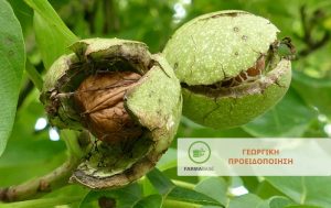 Υψηλές συλλήψεις καρπόκαψας Μηλιάς και Καρυδιάς