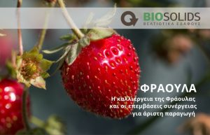 Η καλλιέργεια της Φράουλας και οι επεμβάσεις συνέργειας για άριστη παραγωγή