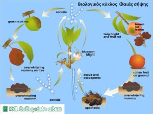 Oι λύσεις για την αντιμετώπιση ασθενειών στα πυρηνόκαρπα από την K+Ν Ευθυμιάδης
