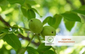 Καρπόκαψα Καρυδιάς: Ο σημαντικότερος εντομολογικός εχθρός