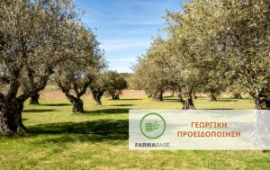 Ελιά: Πώς προστατεύουμε τη νέα βλάστηση από εχθρούς και ασθένειες