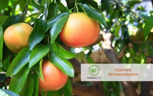 Η Φυτοπροστασία των Εσπεριδοειδών όταν επικρατούν υψηλές θερμοκρασίες
