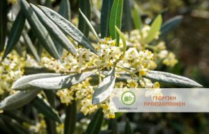 Ελιά: Ακάρεα – Κοκκοειδή – Καλοκόρη, ξεκίνησαν οι μετακινήσεις από τις θέσεις διαχείμασης