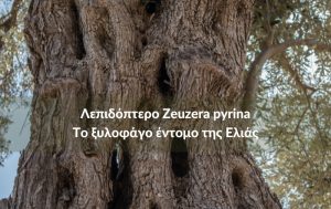Ένας εχθρός στην καλλιέργεια της ελιάς – To Λεπιδόπτερο ξυλοφάγο έντομο Zeuzera pyrina