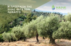 H Προστασία της Ελιάς κατά τον λήθαργο