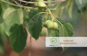 Φιστικιά: Προστασία από Ψύλλα, Ευρύτομο, Σκολύτη