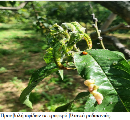 afida rodakinia