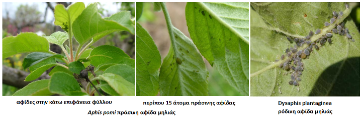 afides mhlia