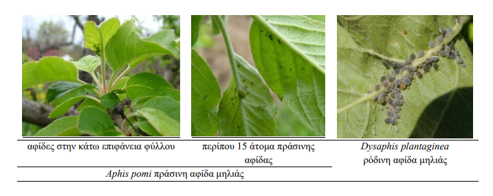 afides mhlia