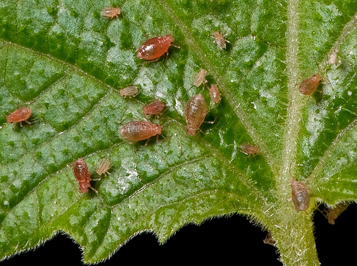 afides patata