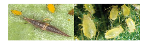 afides peponia