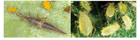 afides tomata