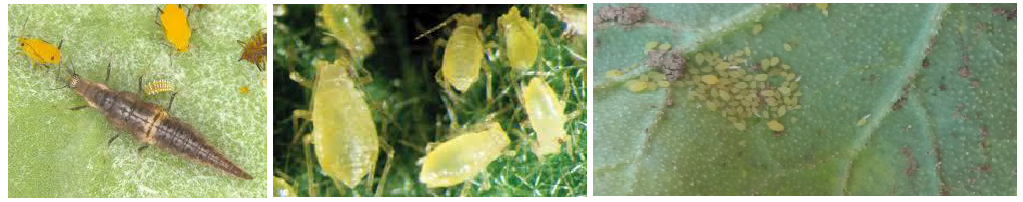 afides tomata ypaithria