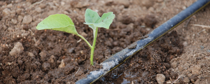 agri agrometeorology microclimate