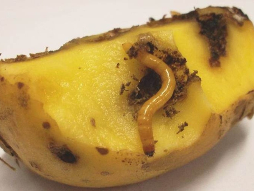 agriotes spp