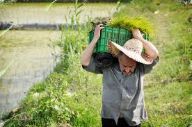 agroths