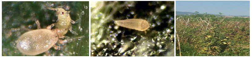 akarea tomata aculops lycopercici