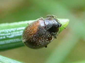 akmaio genous scymus sp