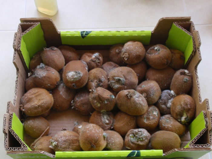 aktinidio botryths1