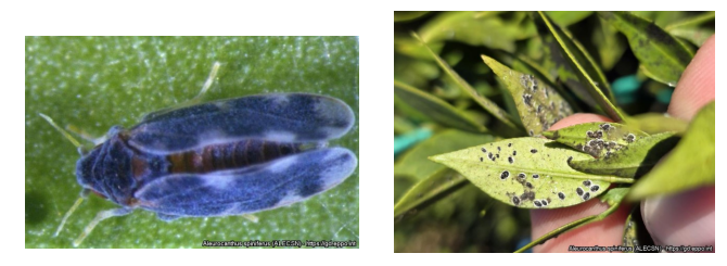 aleurodis