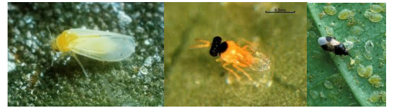 aleurodis peponi