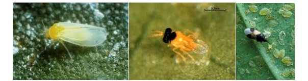 aleurodis tomata
