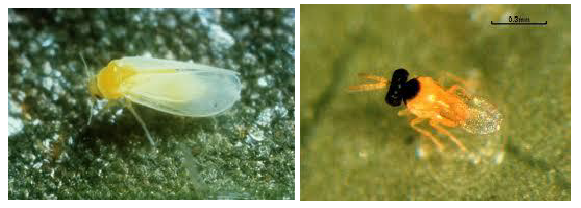 aleurwdis tomata ypaithria