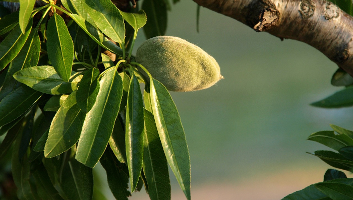 almond tree 