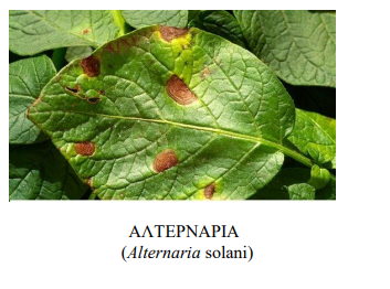 altenaria patata