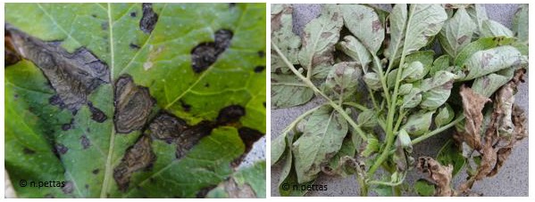 alternaria