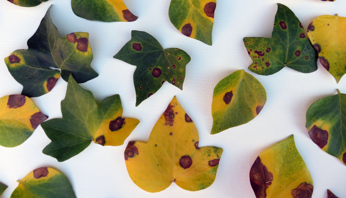 alternaria5