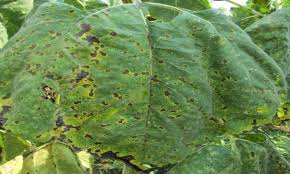 alternaria helianthi