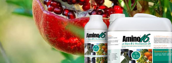 amino sxisimo rodi
