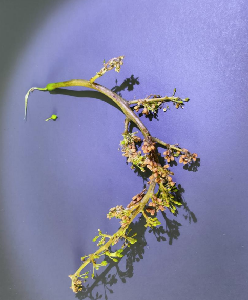 ampeli peronosporos