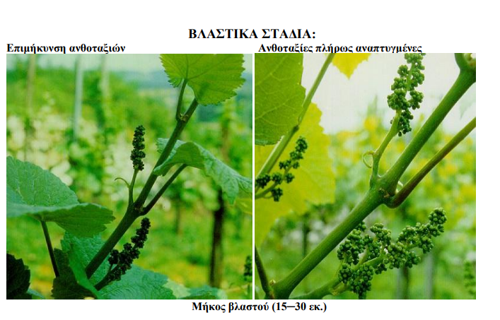 anaptiksi anthotaksion