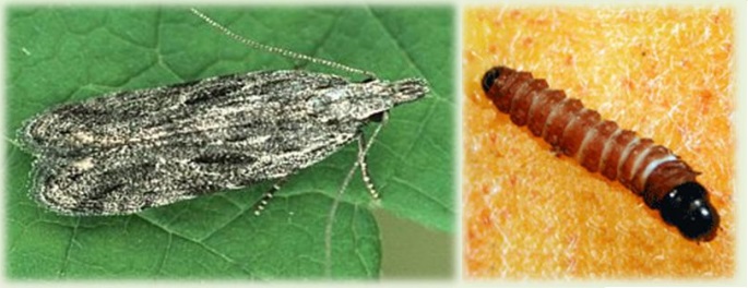 anarsia 